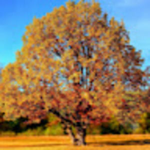 Meet your Posher, Allie